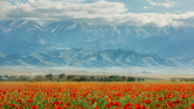 An image in nature with red flowers, mountains, and clouds in the background